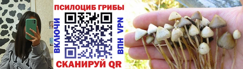 Псилоцибиновые грибы Cubensis  Кыштым 